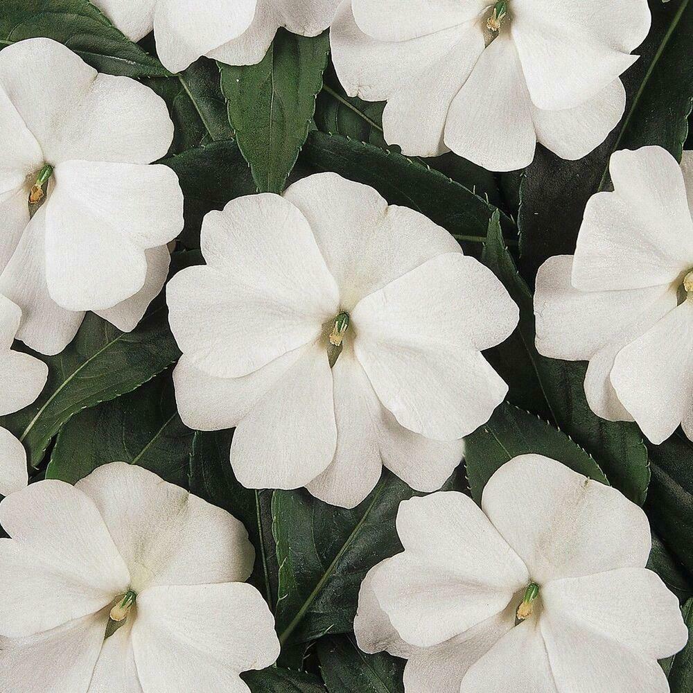 Impatiens Walleriana Busy Lizzie White Premier Seeds Direct