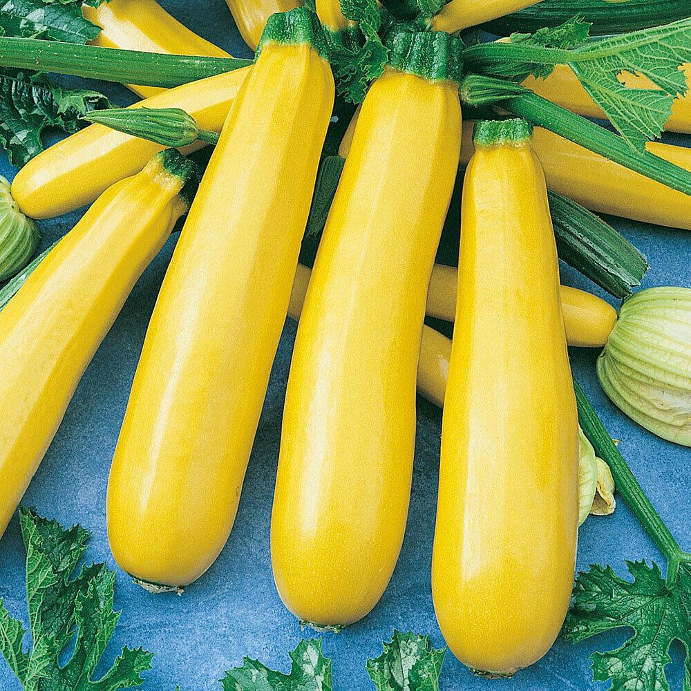 VEGETABLE COURGETTE ATENA POLKA F1 Premier Seeds Direct