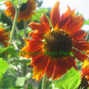 Sunflower Velvet Queen Organic