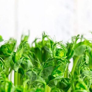 PREMIER SEEDS DIRECT - Micro Green Pea Shoots Tendril 1 KG Seeds
