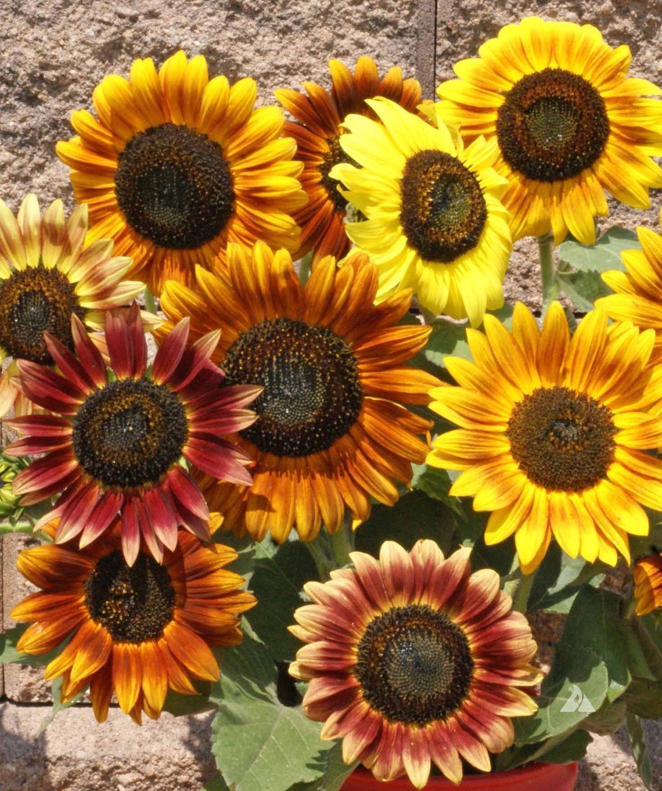 Sunflower   Autumn Beauty Organic