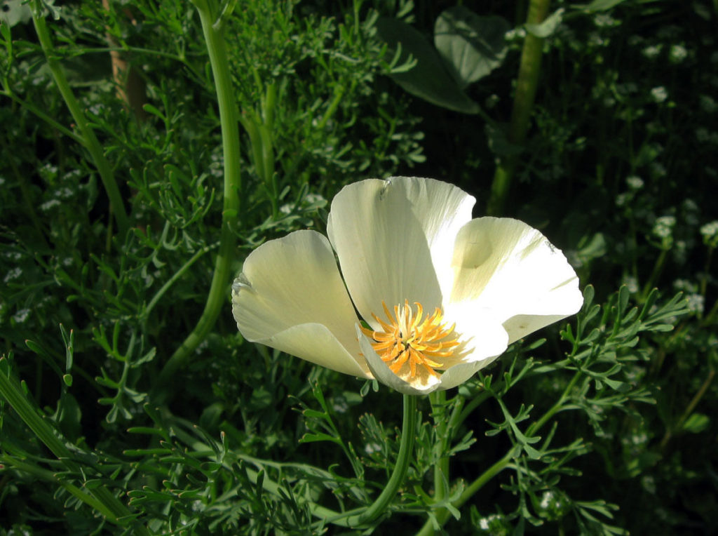 California Poppy White Linen Premier Seeds Direct