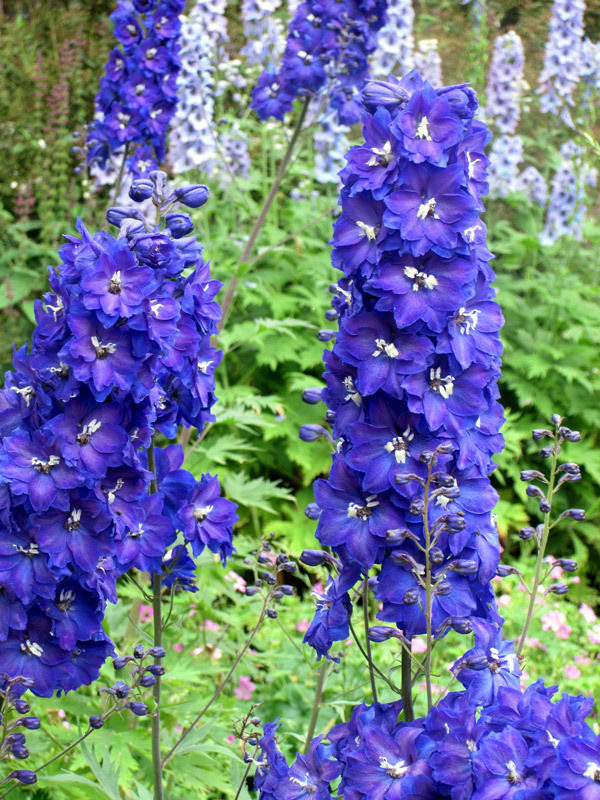 Growing Pacific Giant Delphiniums From Seed Tyres2c