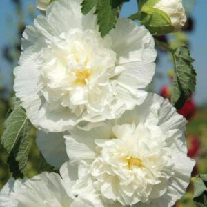 HOLLYHOCK CHATERS WHITE