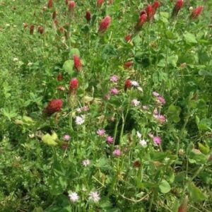 PREMIER SEEDS DIRECT Green Manure 500 Gram Seeds PHACELIA TANACETIFOLIA PREMIER SEEDS DIRECT Green Manure 500 Gram Seeds PHACELIA TANACETIFOLIA