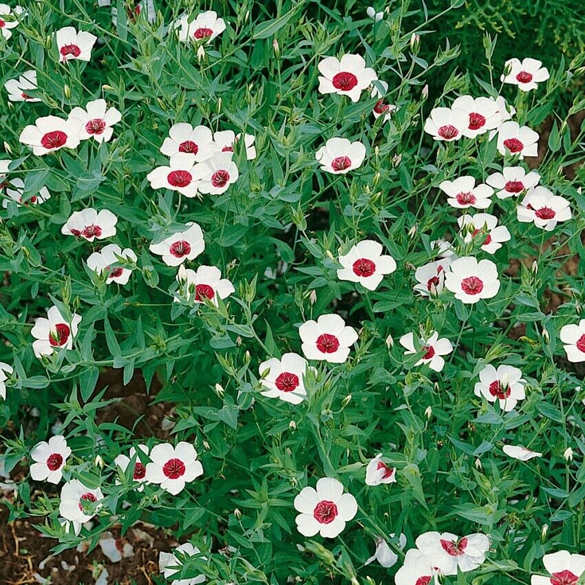 RARE Flax Serene Eyes Linum Grandiflorum 50 Seeds UK seller