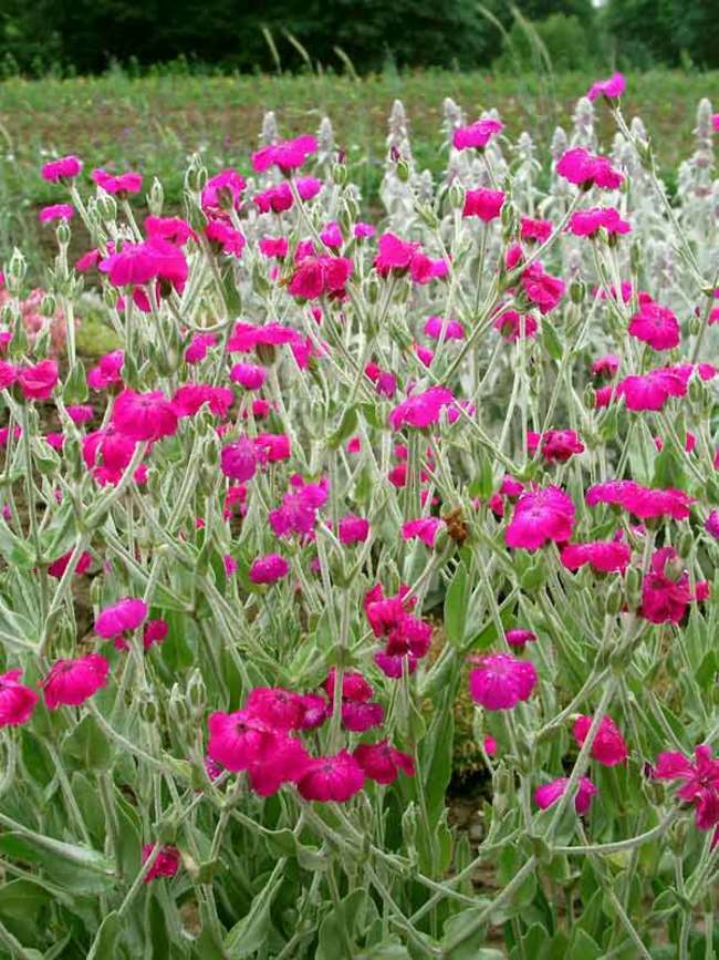 1800 graines LYCHNIS atrosanguinea-Rose Campion-Carmine Rouge 1 G ~ Env 1800 graines LYCHNIS atrosanguinea-Rose Campion-Carmine Rouge 1 G ~ Env