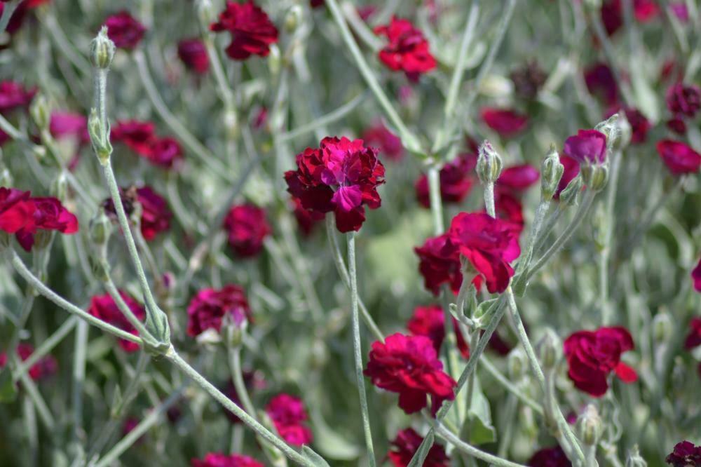 Lychnis Atrosanguinea Rose Campion Carmine Red Premier Seeds Direct