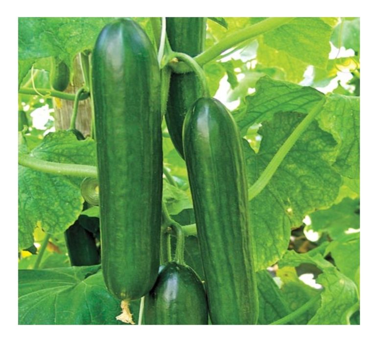 Cucumber Beth Alpha F1 Premier Seeds Direct