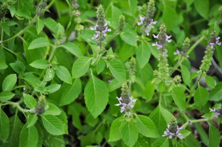 HERB HOLY BASIL OCIMUM SANCTUM Premier Seeds Direct
