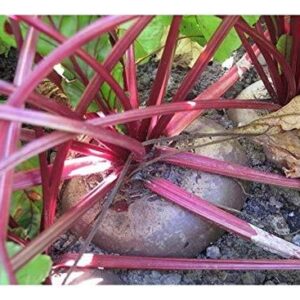 PREMIER SEEDS DIRECT- Seed Tape Beetroot BOLTARDY 6M (3X2M) ~ Approx 360 Seeds