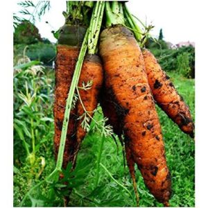 PREMIER SEEDS DIRECT -Seed Tape Carrot Autumn King 6M (3X2M) ~ Approx 540 Seeds