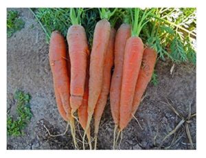 PREMIER SEEDS DIRECT - Seed Tape Carrot Nantes 6M (3X2M) ~ Approx 540 Seeds