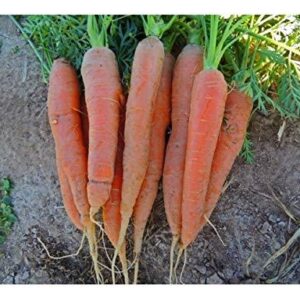 PREMIER SEEDS DIRECT - Seed Tape Carrot Nantes 6M (3X2M) ~ Approx 540 Seeds