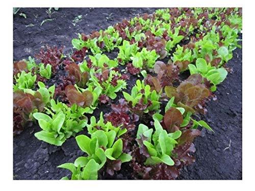 Perpetual & LO-MT3B-C3F1 Pack of 1500 Spinach 14 Gram ~ 700 Seeds Premier Seeds Direct FD-RSGO-H3H6 Lettuce Gourmet Looseleaf Cutting Mix Seeds