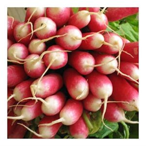 PREMIER SEEDS DIRECT -Seed Tape Radish French Breakfast 6M (3X2M) ~ Approx 540 Seeds