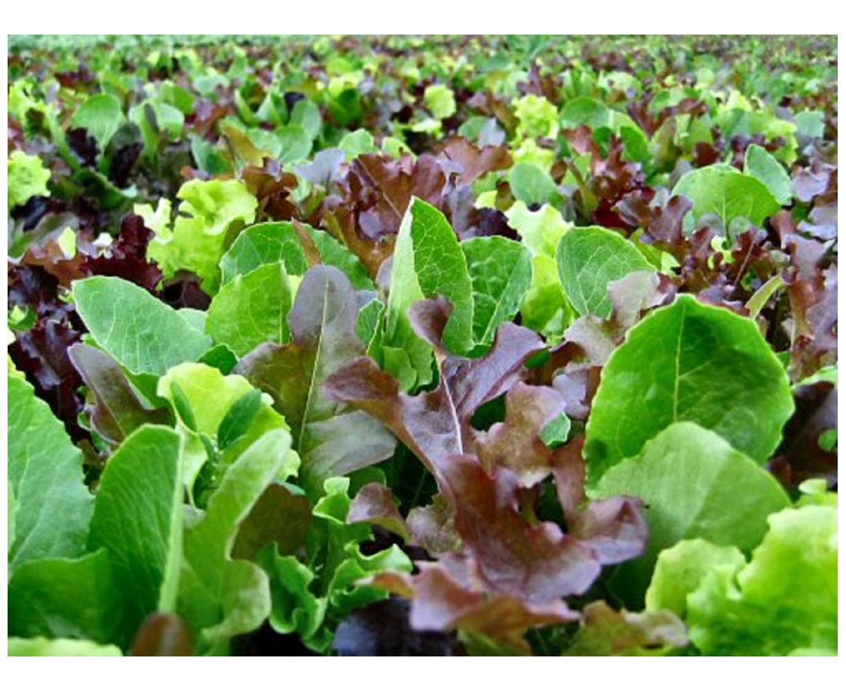 2018 Seeds            Max Shipping $1.69/order Mesclun Lettuce Seeds 1,000 
