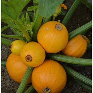 PREMIER SEEDS DIRECT - COURGETTE Midas F1-10 Seeds