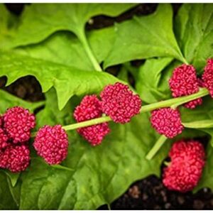PREMIER SEEDS DIRECT - Strawberry Spinach - CHENOPODIUM CAPITATUM - 1 Gram Approx 1200 Seeds