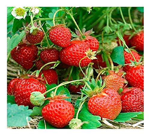 Vegetable Strawberry Four Seasons