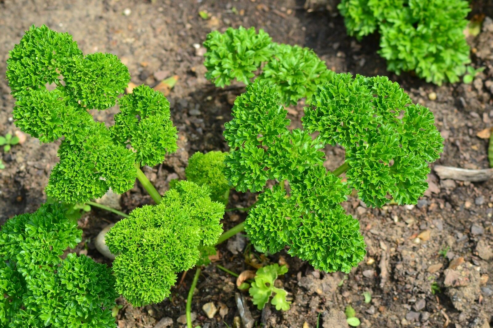 Herbs Parsley Triple Moss Curled Premier Seeds Direct