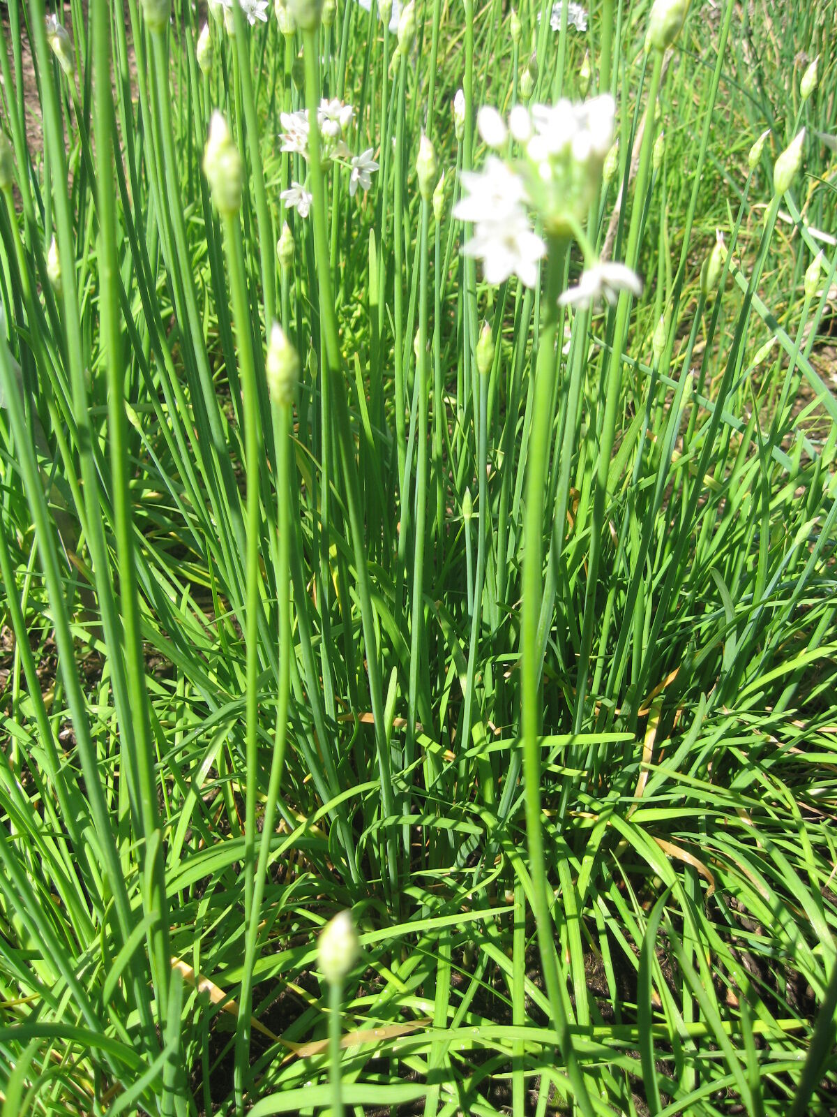 Herb Garlic Chinese Chives Premier Seeds Direct