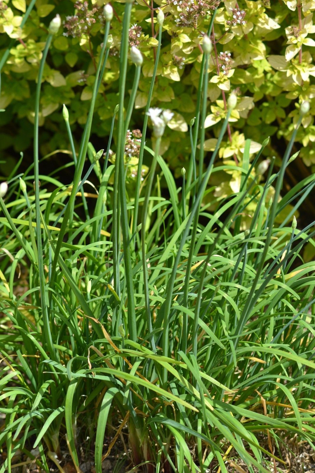 Herb Garlic Chinese Chives Premier Seeds Direct