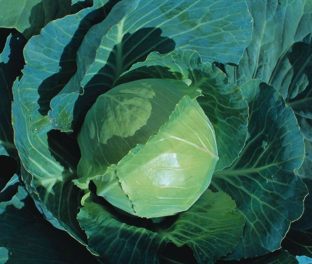 Cabbage Earliest Of All Premier Seeds Direct