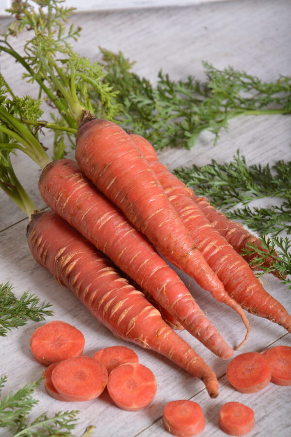 Carrot Seeds- Atomic Red- 200+ 2021 Seeds Combined Shipping $1.69