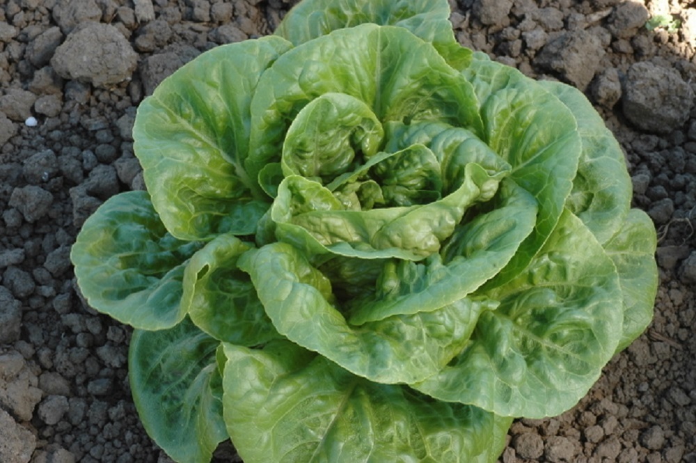 Winter Density Lettuce Premier Seeds Direct