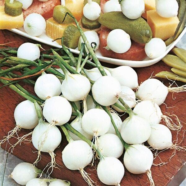 Onion Pickling Paris Silverskin Premier Seeds Direct