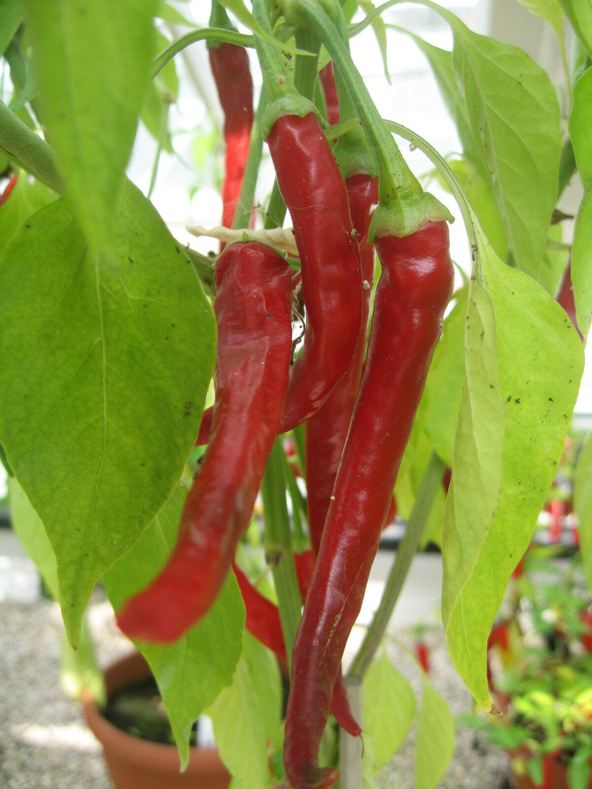 Hot Chilli Pepper Cayenne Long Slim Premier Seeds Direct