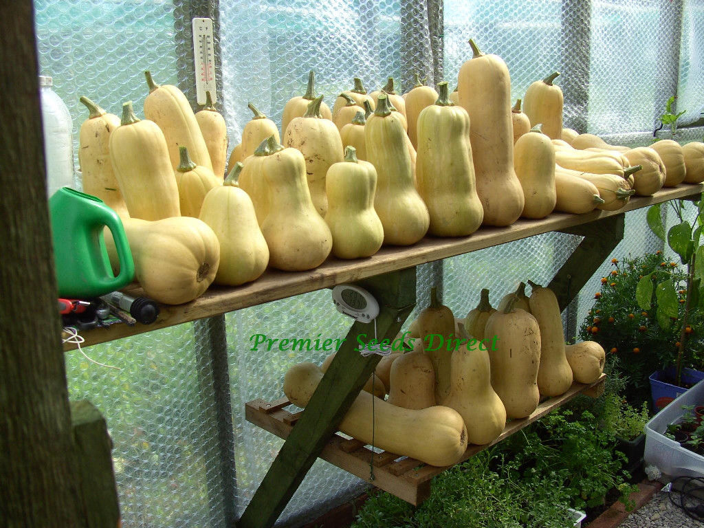 Squash - Butternut Waltham - Premier Seeds Direct