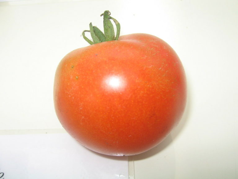 Tomato Alicante Premier Seeds Direct