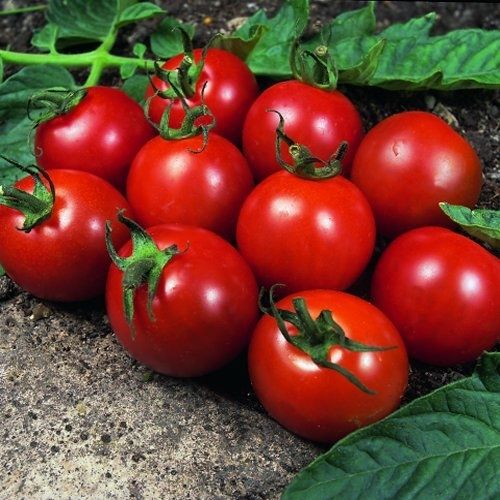 Alicante Tomato Seeds in Pictorial Packet from UK Seller 