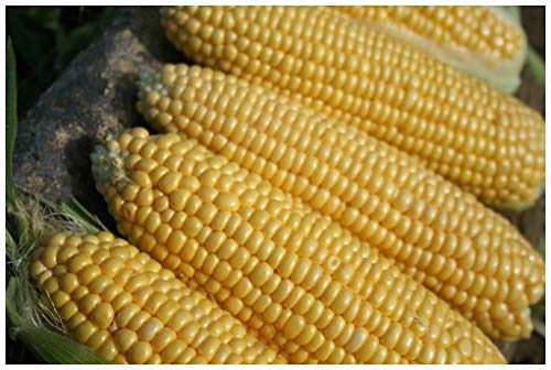 Sweetcorn seeds x 20 Earlyking F1 Sweetcorn seeds uk seller free and fast post