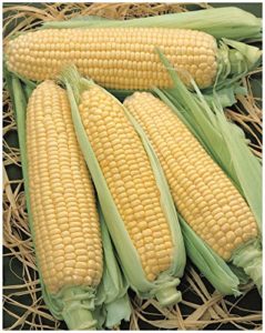 PREMIER SEEDS DIRECT Sweet Corn - SWEETCORN -ELAN F1 - 50 Seeds