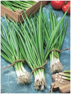 Onion Snow Queen F1 BUNCHING (Spring)