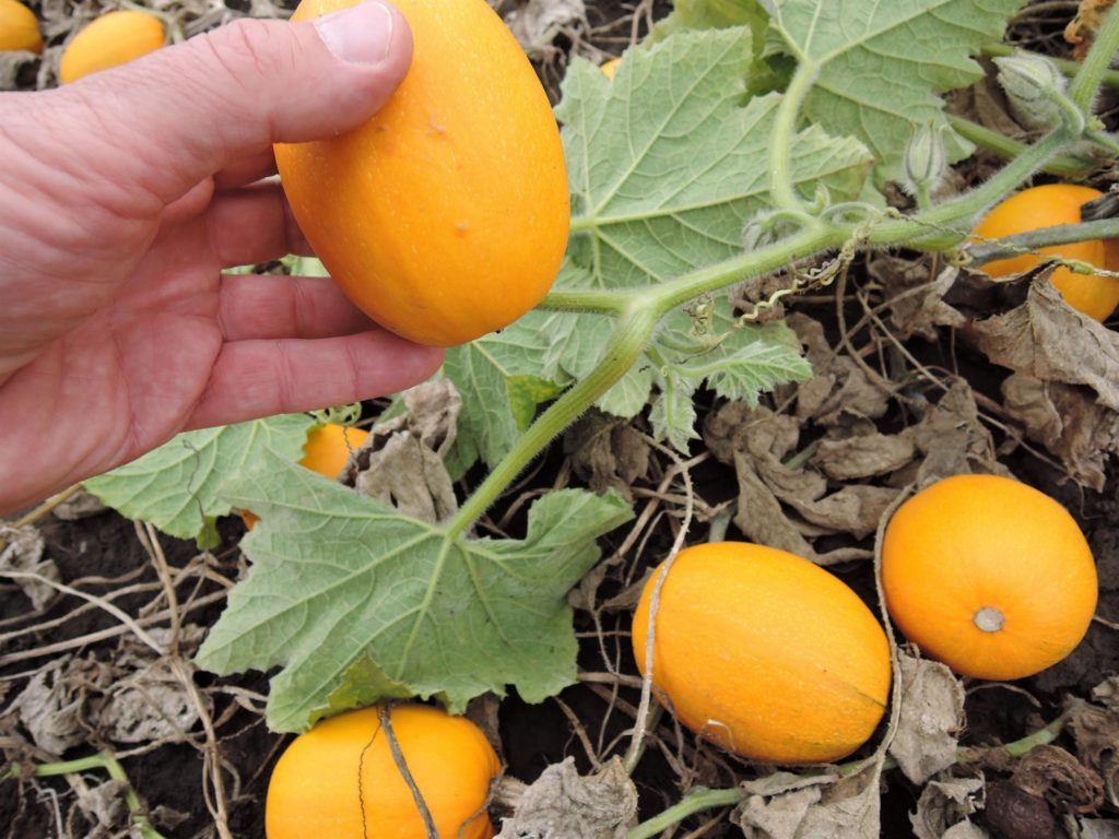 Squash Baby Spaghetti F1 Premier Seeds Direct