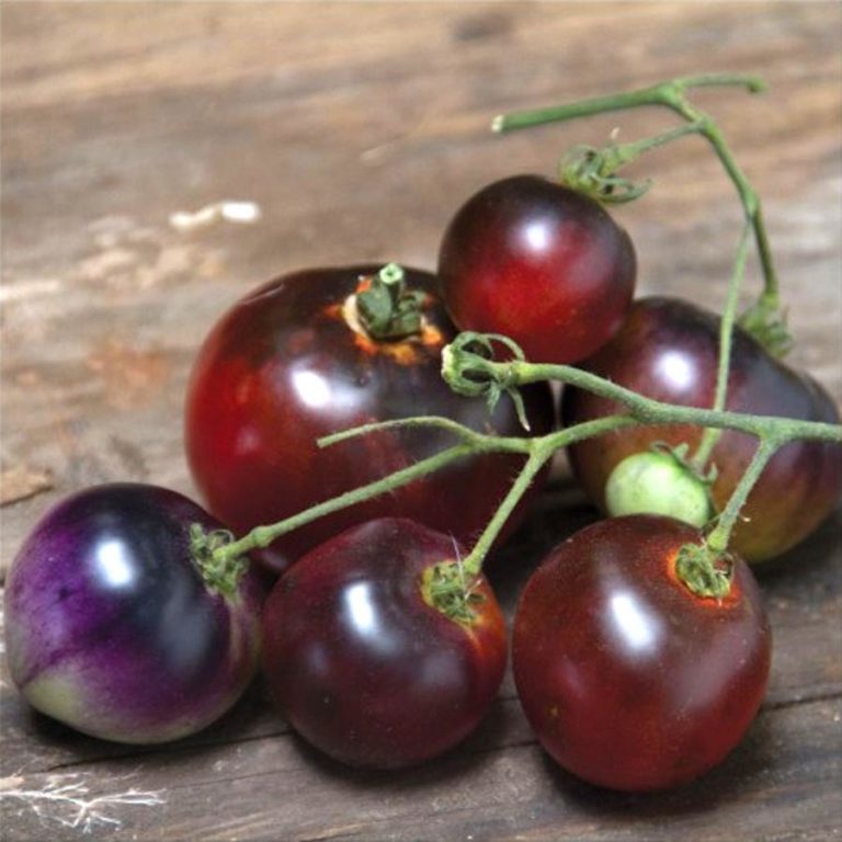 Tomato Cherry Indigo Blue Berries Premier Seeds Direct