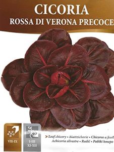 Chicory Rossa DI VERONA PRECOCE - PICTORIAL Packet