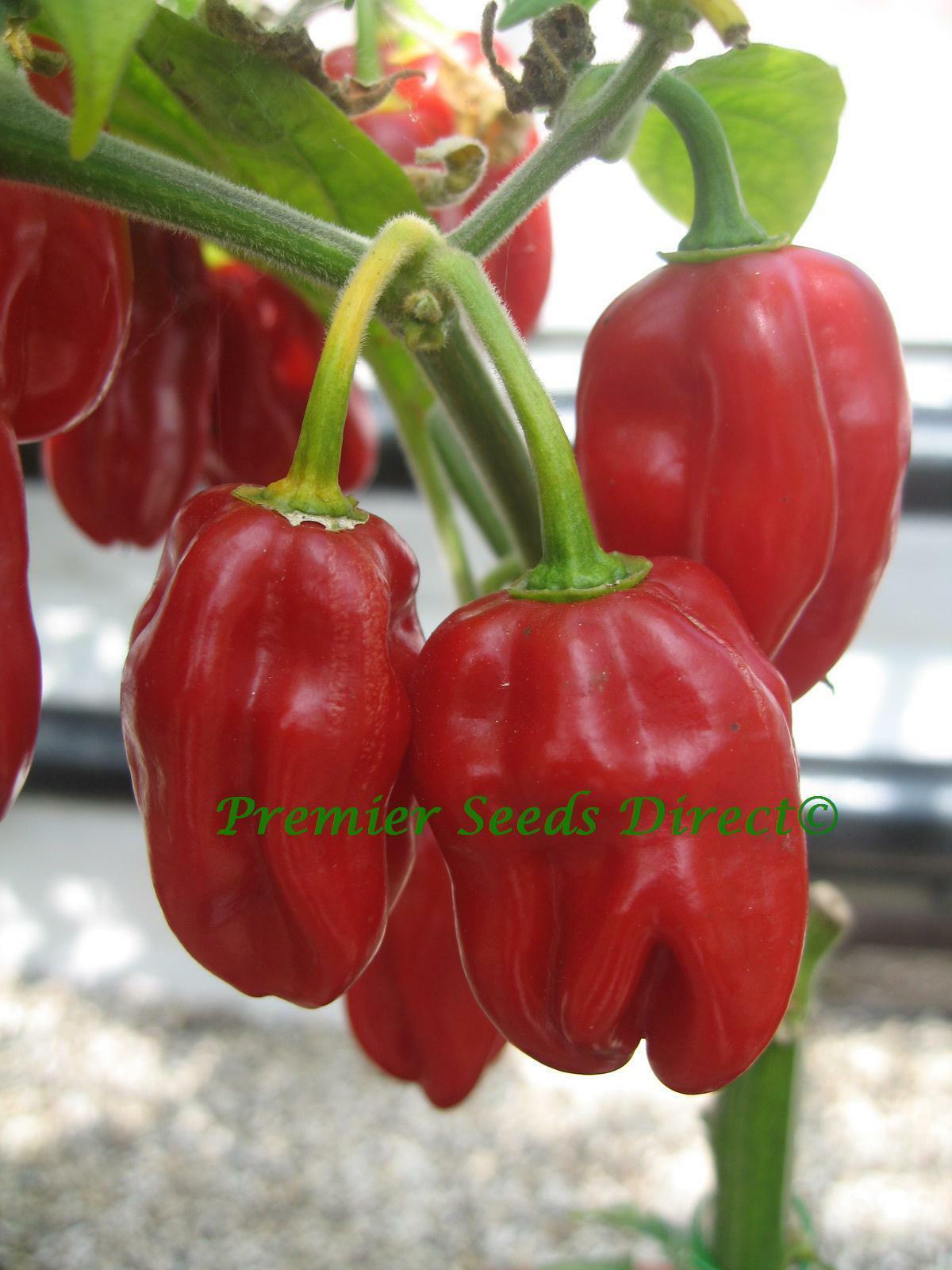 ORGANIC VEGETABLE  HOT CHILLI PEPPER HABANERO RED  60 SEEDS 