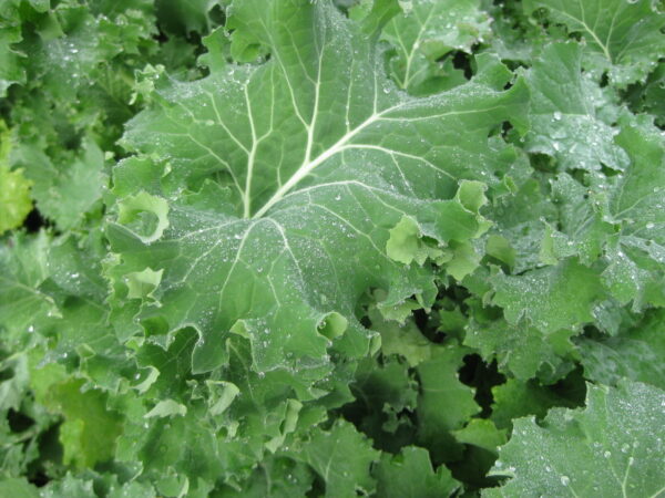 Kale - Siberian organic