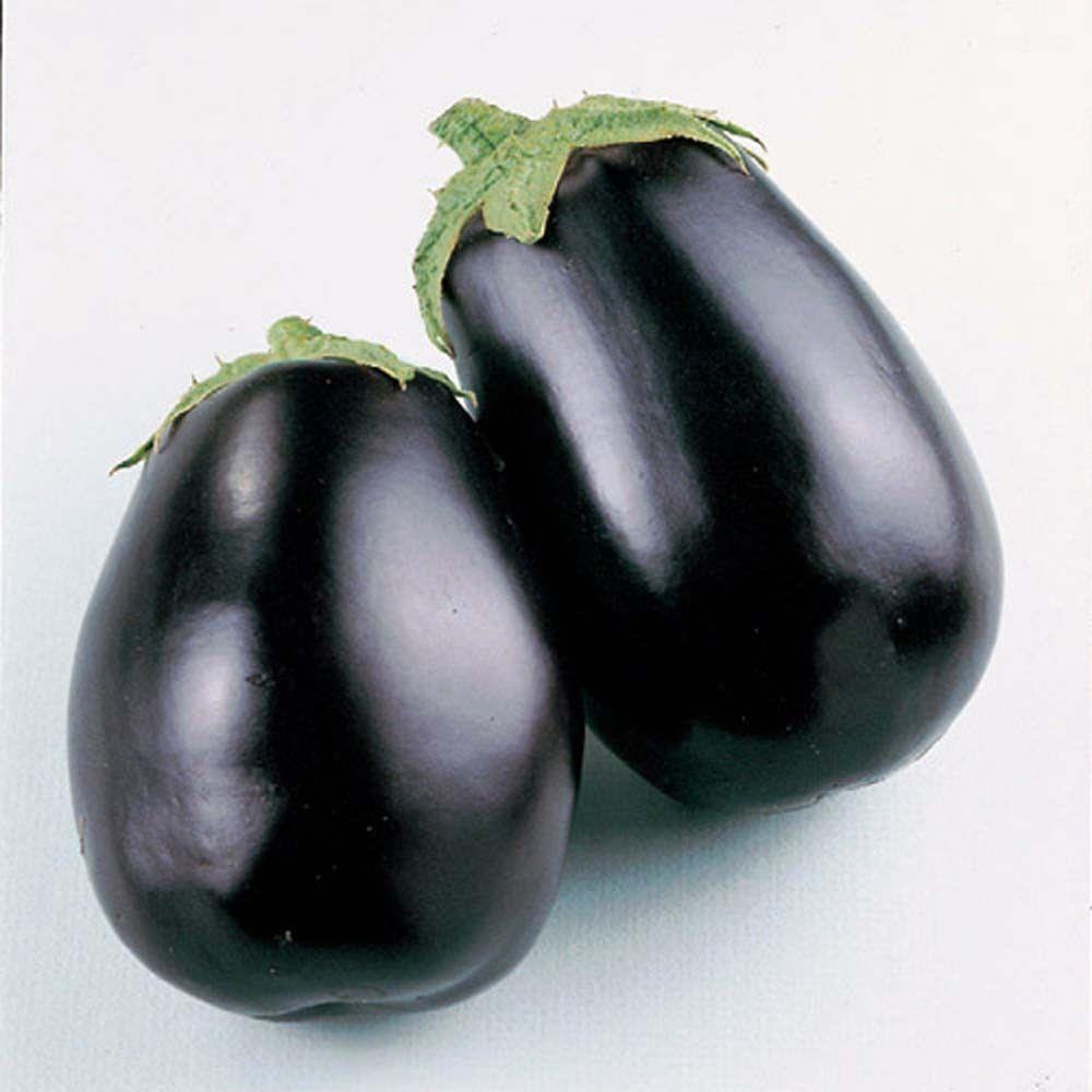 Organic Aubergine Black Beauty Premier Seeds Direct