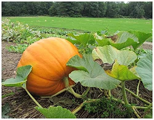 Pumpkin Connecticut Field