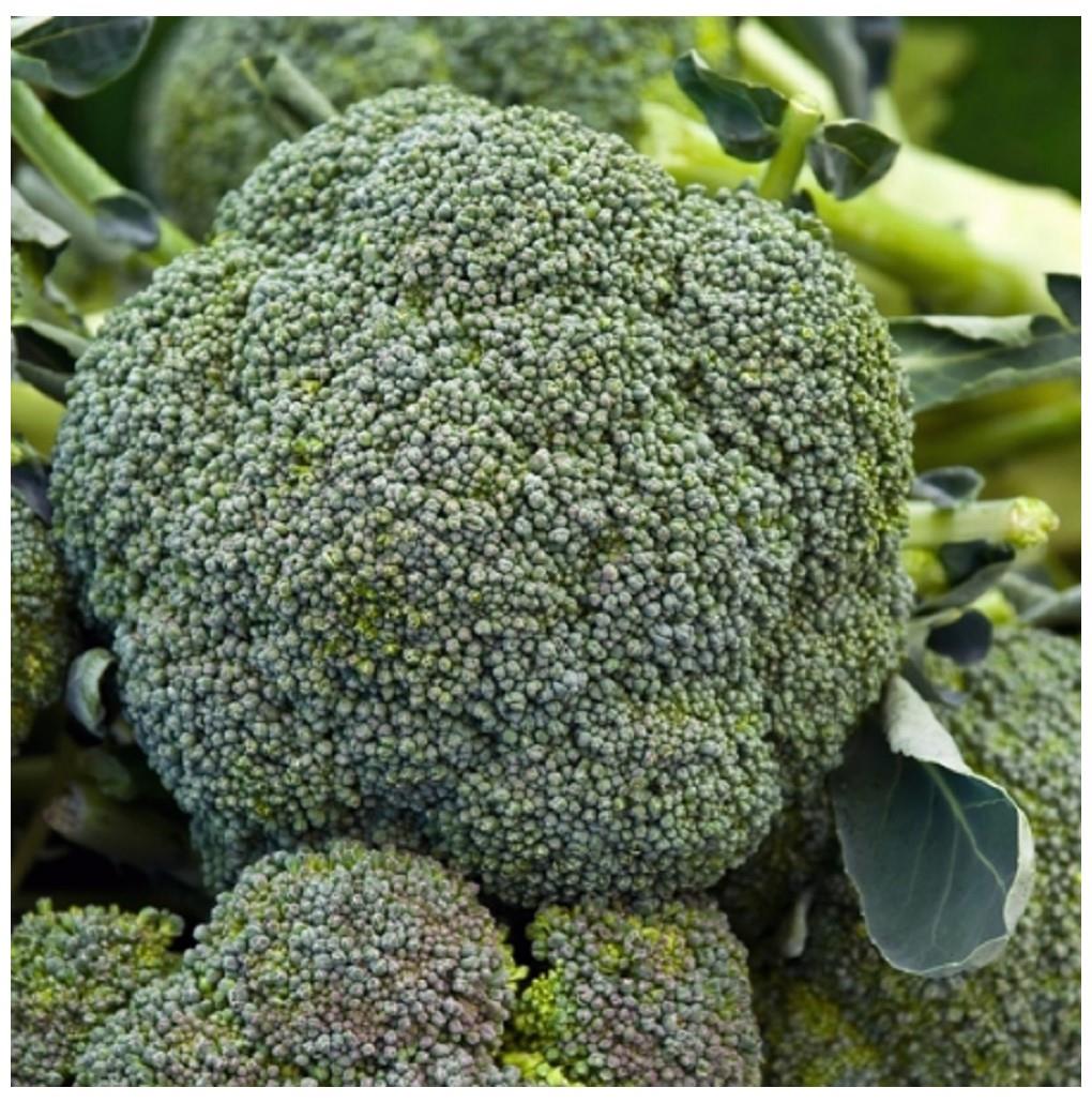 Broccoli / Calabrese Parthenon F1 Premier Seeds Direct