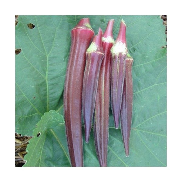 Okra Burgundy Premier Seeds Direct