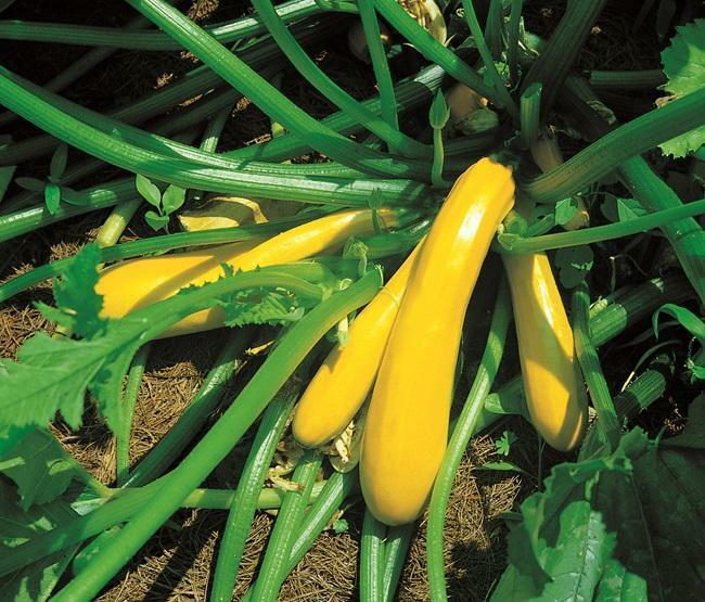 Hunter F1-40 Seeds & 9K-ZAFB-C57V Courgette/Zucchini Yellow/Golden Seeds Pack of 40 Butternut PREMIER SEEDS DIRECT SQU35 Squash 