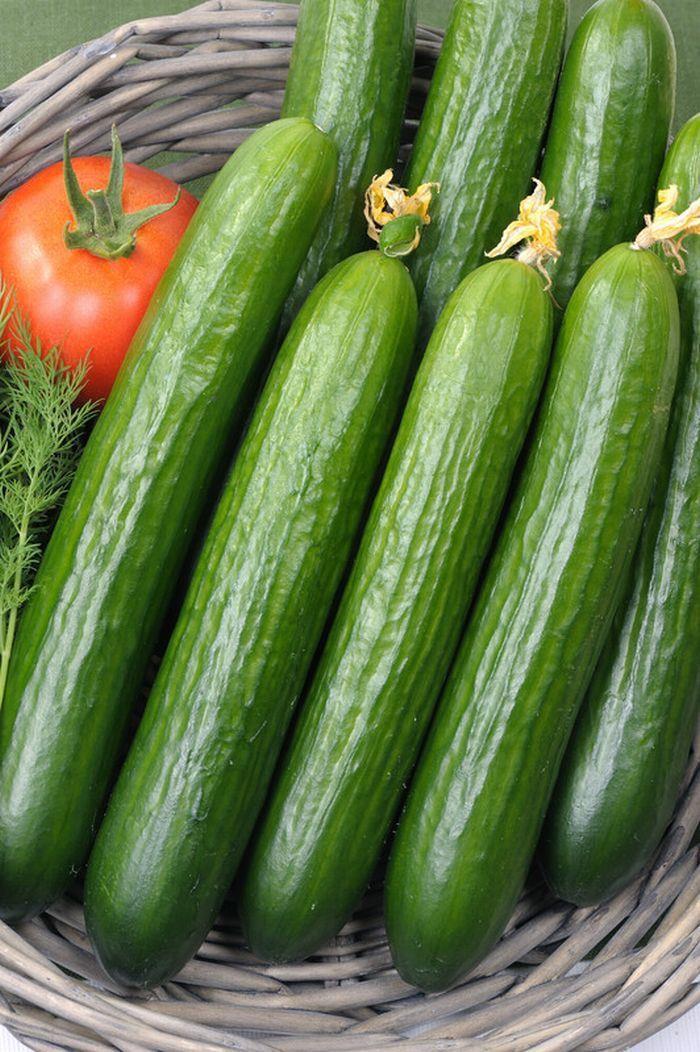 Pictorial Packet Mr Fothergills Vegetable Cucumber Carmen F1-5 Seeds 