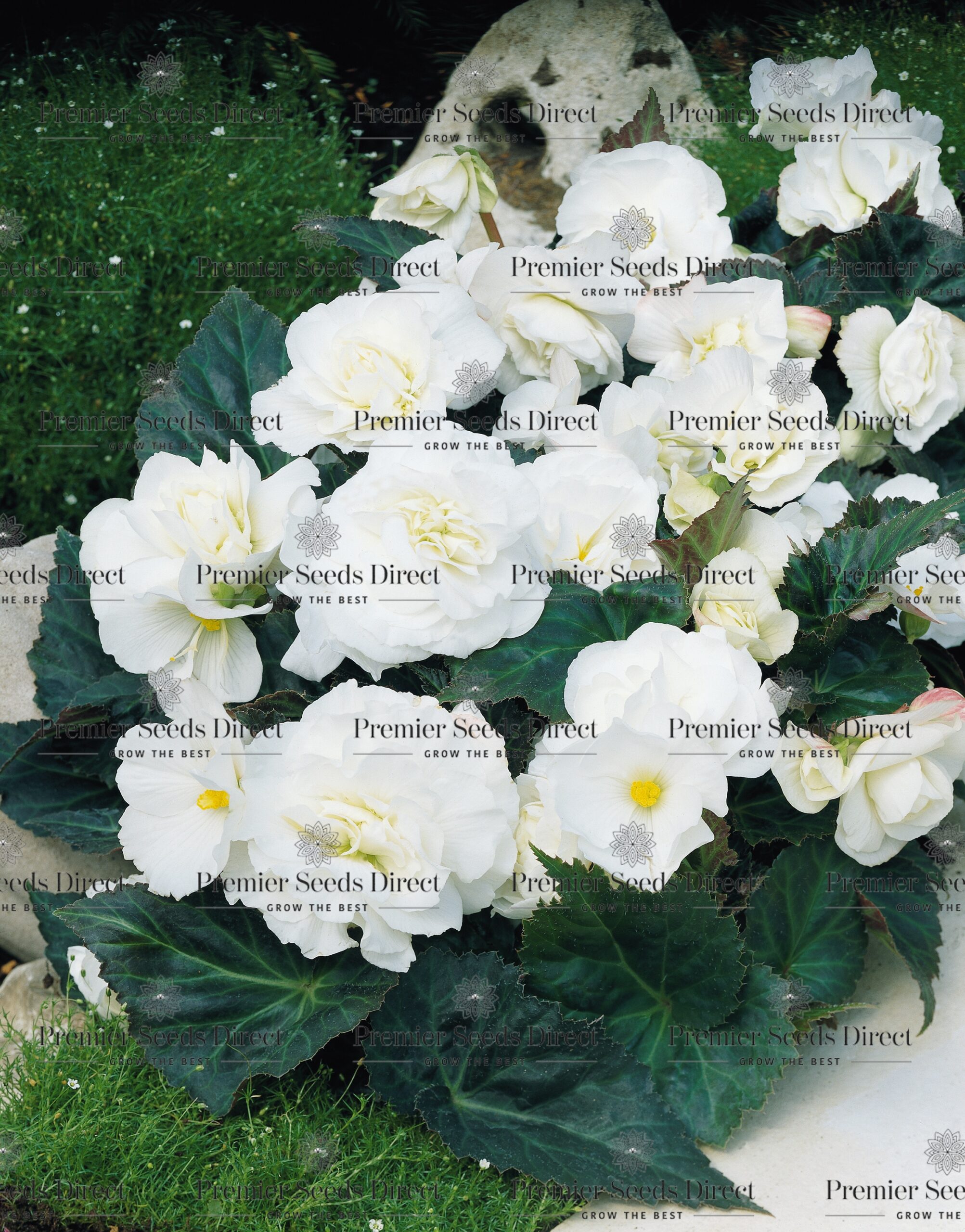 Begonia Tuberous - Non Stop F1- White Pellets - Premier Seeds Direct